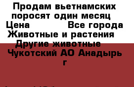 Продам вьетнамских поросят,один месяц › Цена ­ 3 000 - Все города Животные и растения » Другие животные   . Чукотский АО,Анадырь г.